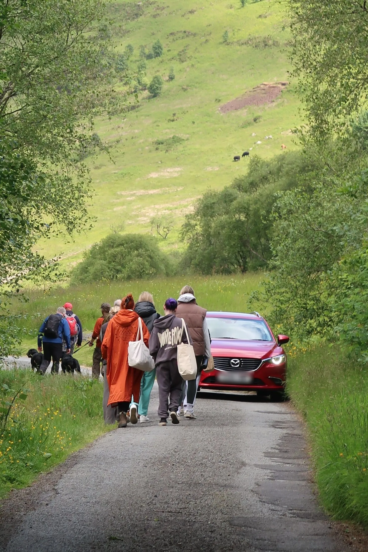 A group with tote bags walking along a narrow lane beside a red car, a green hillside ahead